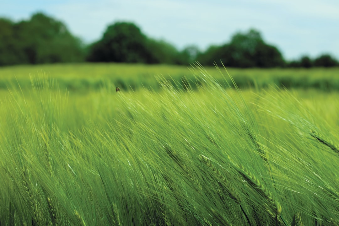 Groene transitie: hoe Nederland werkt aan een duurzame toekomst